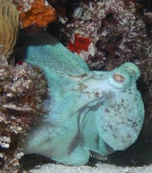 While night diving off the coast of Mexico (Cancun) I cap... by Michael Dolan 